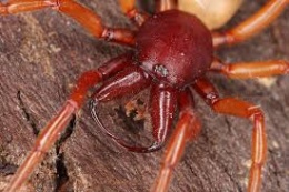 Araña disdera P.jpeg