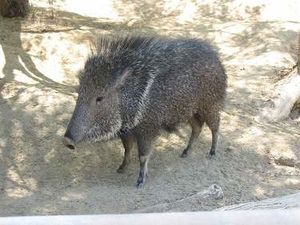Chancho quimilero.jpg