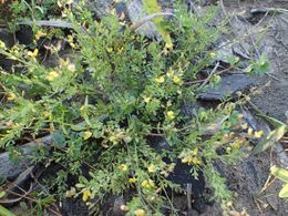Crotalaria hyssopifolia.jpg