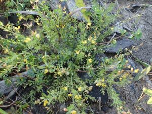Crotalaria hyssopifolia.jpg