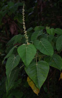 Croton draconoides.JPG