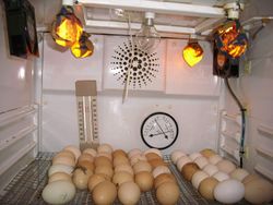 fondo Visión general Mirar Incubacion artificial de huevos - EcuRed