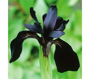 Iris.jpg