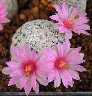 Mammillaria herrerae.jpg