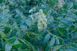Rhus coriaria.jpg