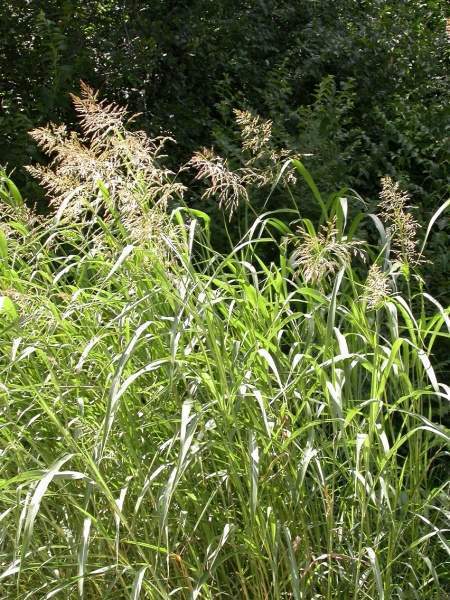 Archivo:Sorghum halepense.jpg