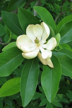 Talauma mexicana.jpg