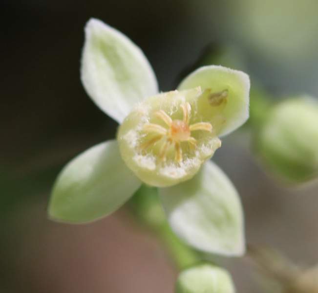 Archivo:Trichilia havanensis flor detalles.jpg