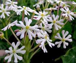 Zaluzianskya capensis.jpg