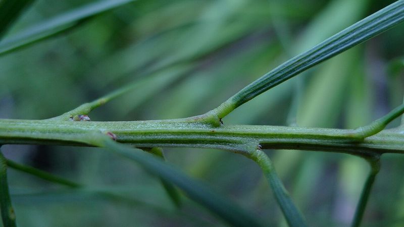 Archivo:Acacia elongata 4.jpg