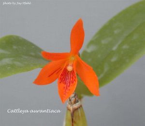 Catleyaaurantiaca.jpg