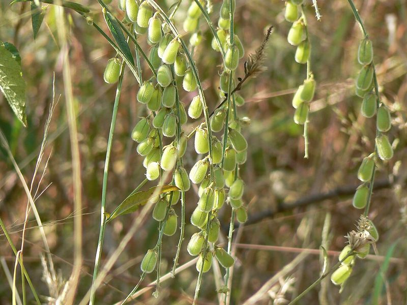 Archivo:Crotalaria leptostachya 3.jpg