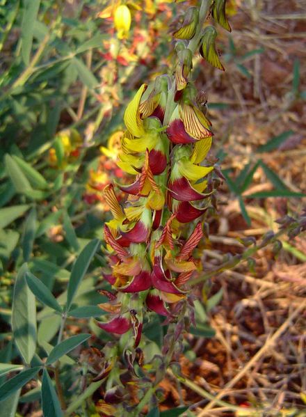 Archivo:Crotalaria rogersii 1.jpg