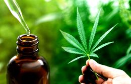 Aceite-de-cannabis.jpg