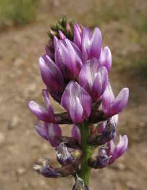 Astragalus looseri.jpg