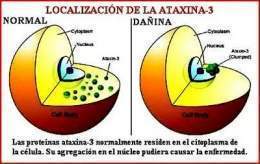 Ataxina-3.jpg
