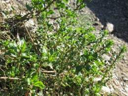 Beta macrocarpa2.jpg