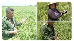 CCS Luis Perez Perez 2020.jpeg