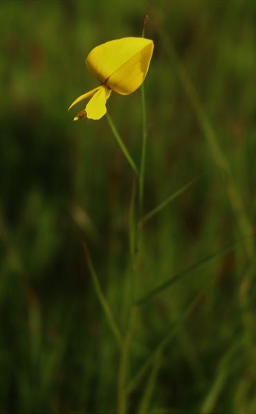 Archivo:Crotalaria lutescens 1.jpeg