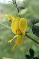 Crotalaria stipitata 2.jpg