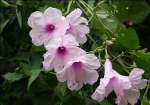 Ipomoea cheirophylla.jpg