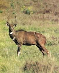 Nyla de Montaña