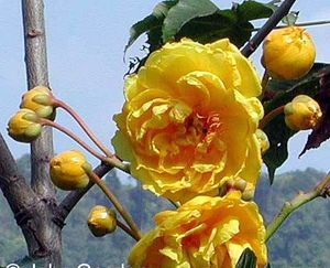 Rosa amarillamaderable.jpg