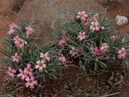 Adenium-obesum-subsp-oleifolium-rosa-del-desierto.jpg