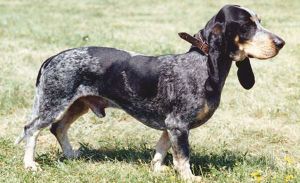 Basset azul.jpg