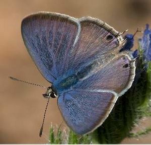 Canela estriada..jpg