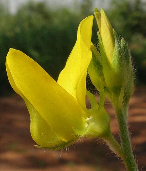Archivo:Crotalaria podocarpa 1.jpg