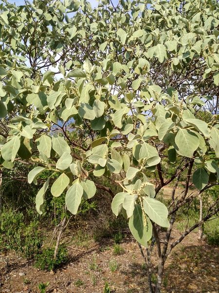 Archivo:Croton thurifer 1.jpeg