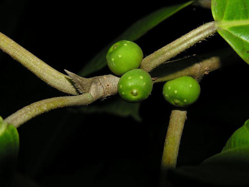 Archivo:Ficus brevibracteata frutos.jpg