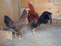 Gallina Satsumadori.jpg