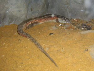 Gerrhosaurus flavigularis.jpg.png