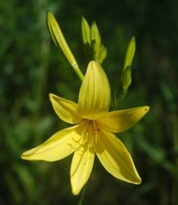Hemerocallis lilio-asphodelus.jpg