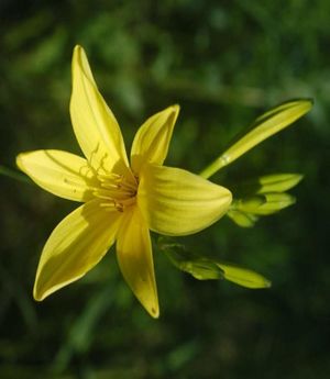 Hemerocallis lilio-asphodelus.jpg