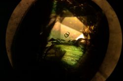 Inclusions-serendibite.jpg