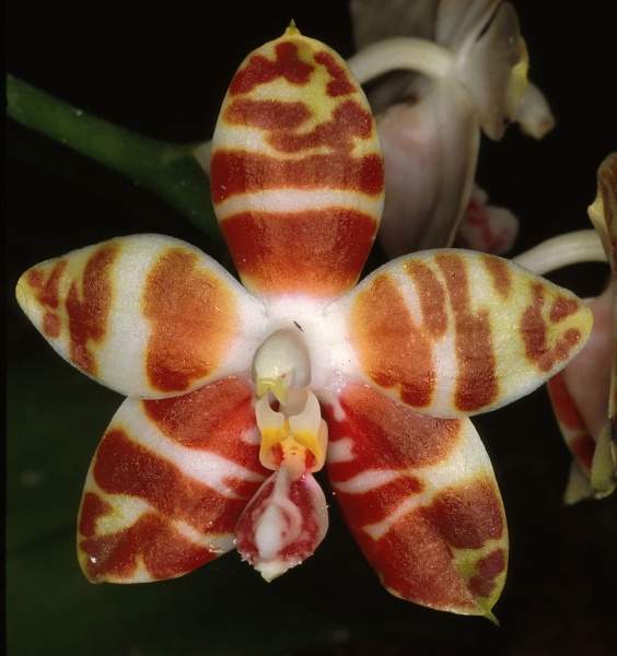 Archivo:Phalamboinensis.jpg