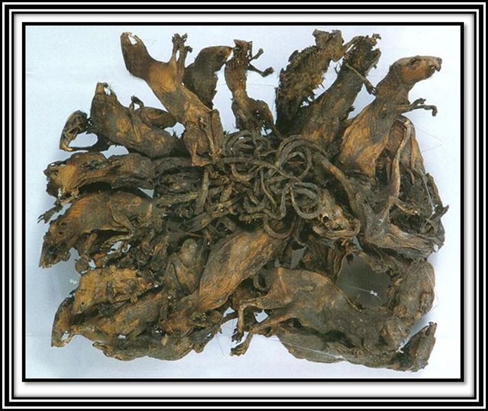 Archivo:ReydelasRatas2.jpg