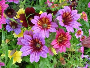 Salpiglossis-sinuata.jpg