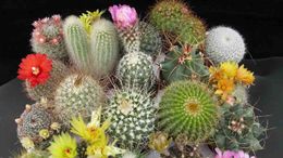 Cactus img.jpg