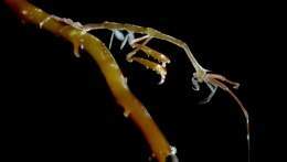 Caprella sp.jpg