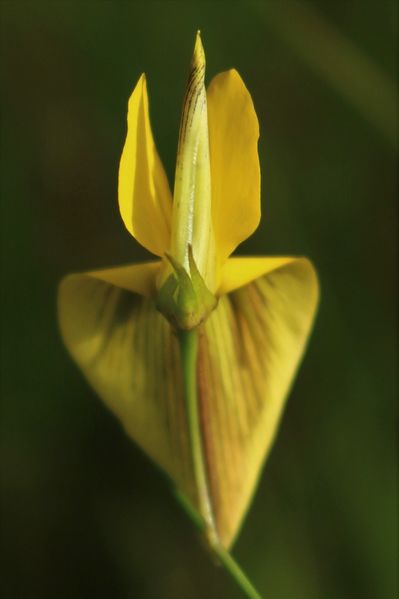Archivo:Crotalaria lutescens 2.jpeg