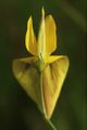 Crotalaria lutescens 2.jpeg
