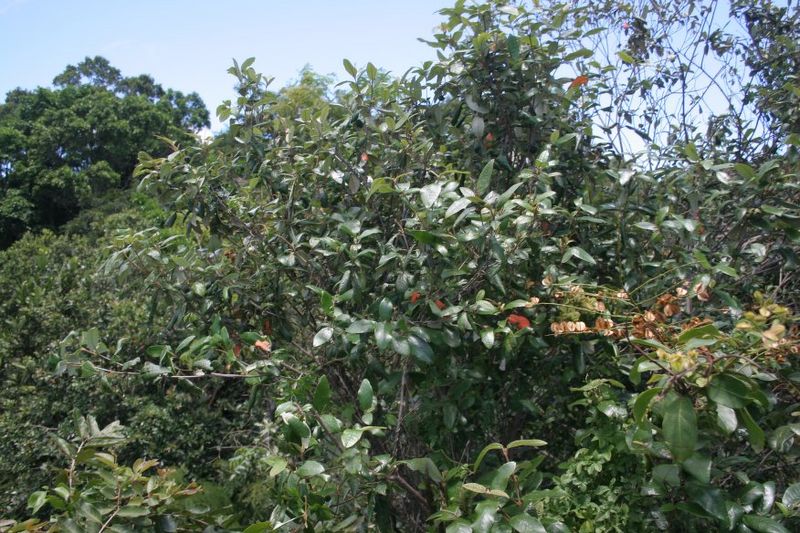Archivo:Croton farinosus.jpg