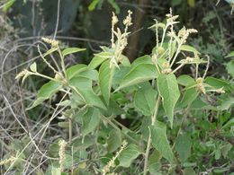 Croton morifolius.jpg