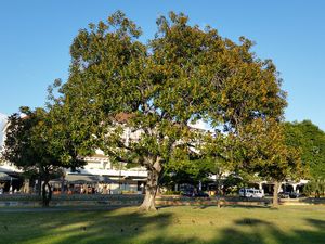 Ficus rubiginosa.jpg