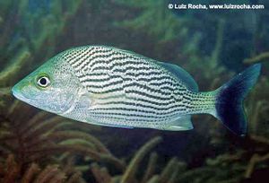 Haemulon bonariense.jpg