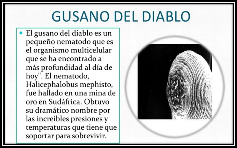 Archivo:Halicephabolus.jpg